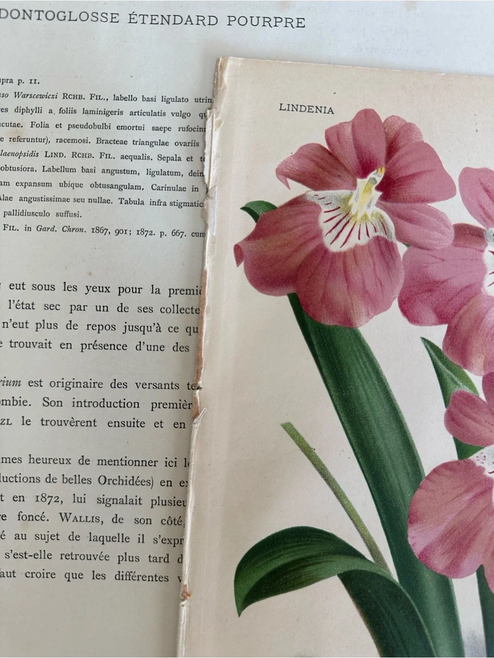 1885 Lindenia orchid lithograph print titled Odontoglossum vexillarium var
